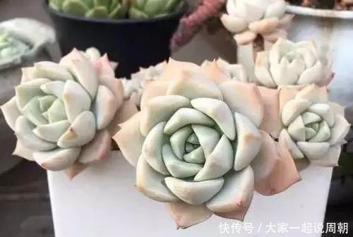 色贼|砰砰疯长的多肉植物,该如何养出好状态用它补水上色贼快