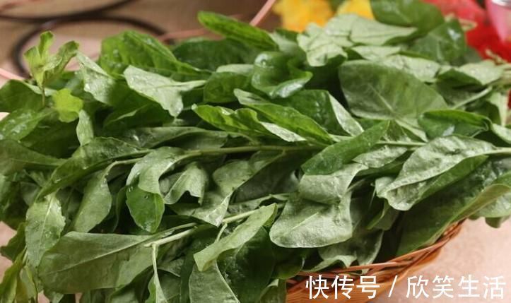 枸杞叶茶|天然的“护肝菜”找到了,隔三差五吃一盘,排出毒素,更利于健康