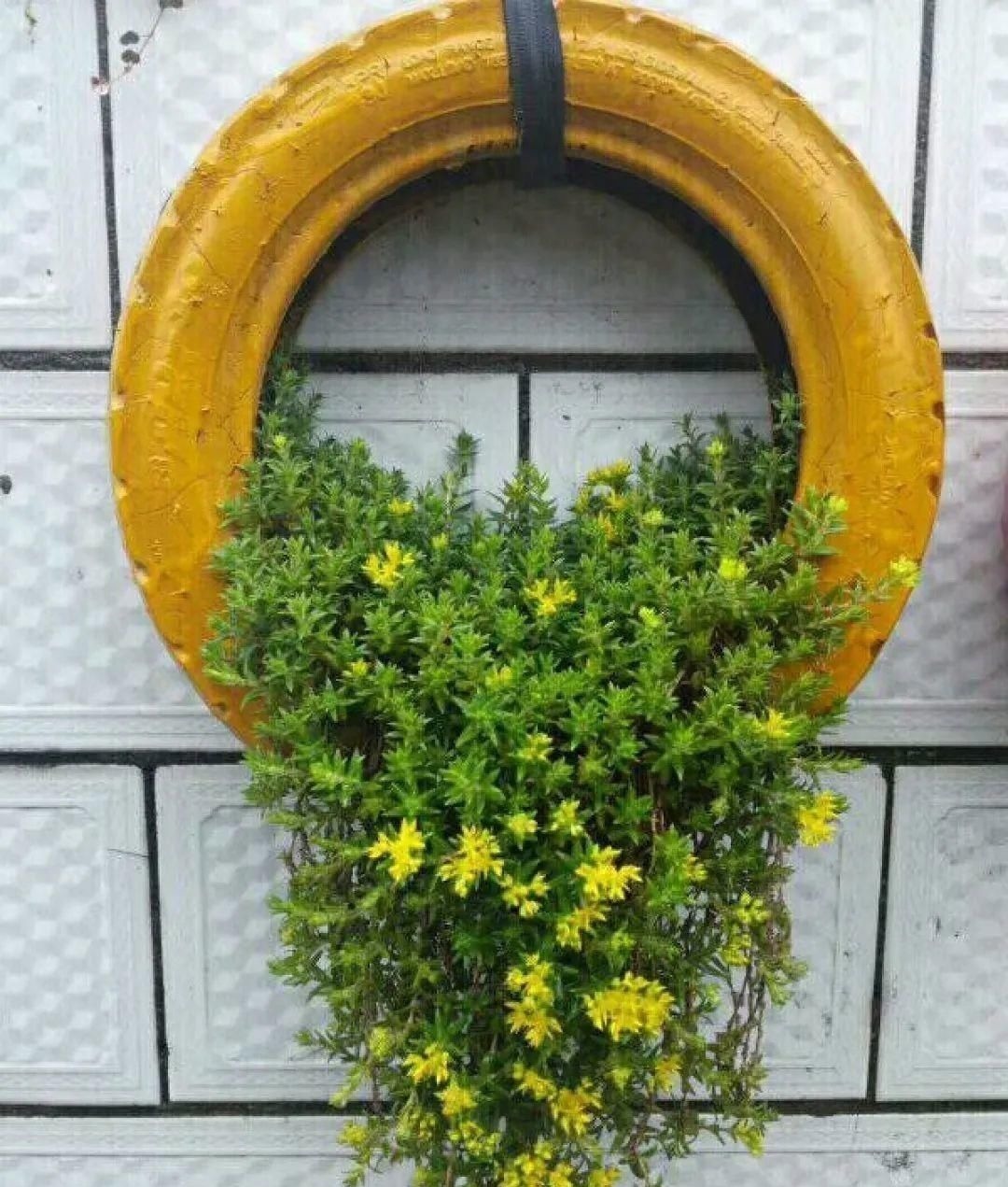 塑料瓶|旧筷子、老干妈瓶别扔,拿来养花效果好,省下一笔养花钱