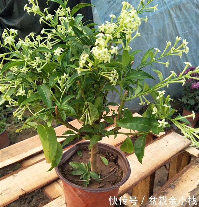 蕾丝|7种“香水花”,养一盆满屋生香,开花180天,好看又贵气