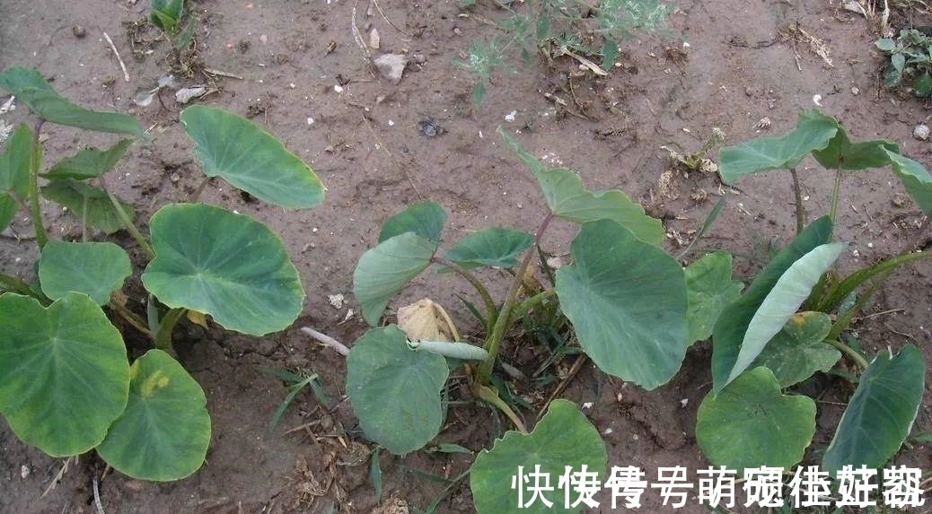 腊肉|这种野菜南方独有,专门吃花,味道有点麻,配腊肉炒是一绝