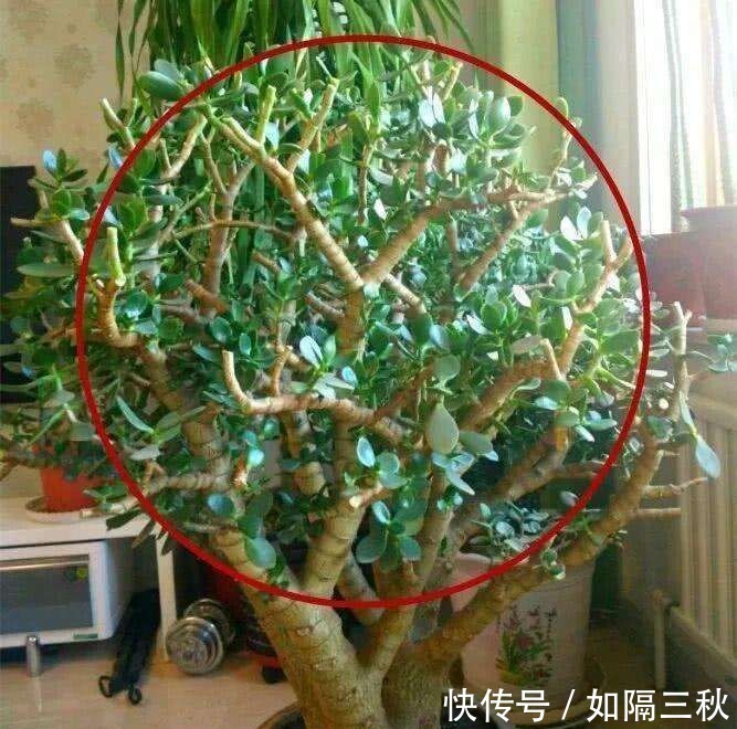 家里有5种花，春天记得“打头”修剪1下，这样才能长“饱满”