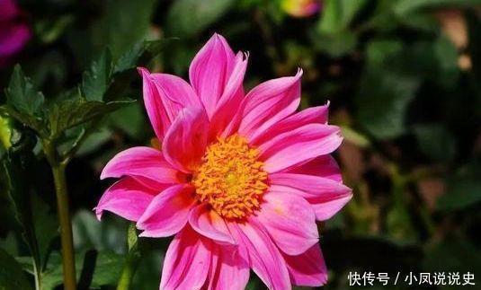 家里就养“4种花”,漂亮花期长,开花多又美,一整年开花!