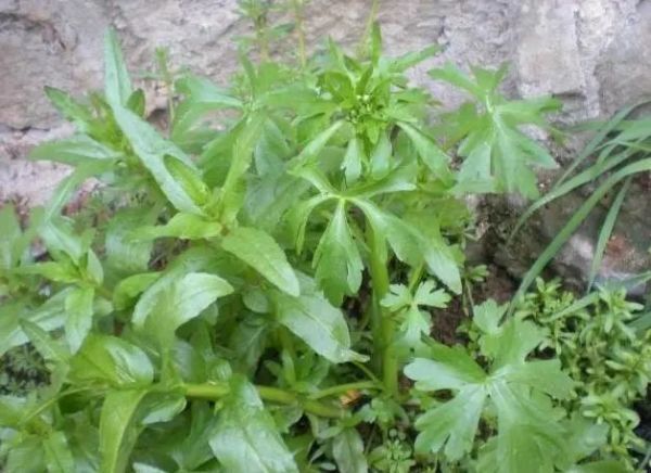 蒲公英|春来野菜香,哪些能敞开吃哪些坚决不能碰采挖时,请分辨清楚