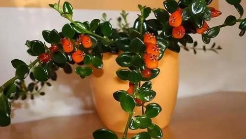 3种喜阴花,摆在北阳台,少晒太阳,少管它,阳台上开满了花