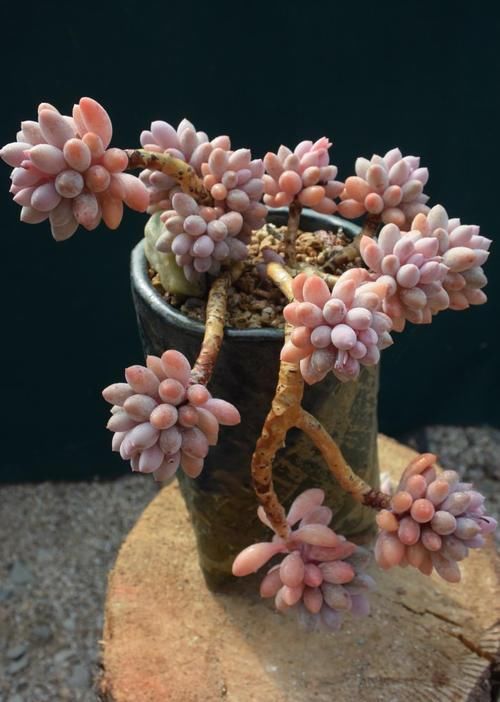  婴儿|多肉婴儿手指，了解掌握4个要点，叶子饱满颜色粉嫩，长成悬崖桩