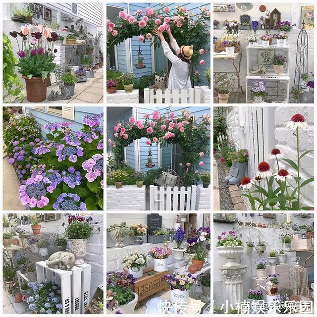 毛地黄|小空间花园打造指南丨四季开花不断，她是怎么做到的？