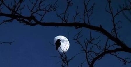 别严士元#落花人独立,微雨燕双飞——十二句唯美的古诗词佳句