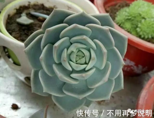 多肉就养这7种,散养不用管也能呼呼长,想养死都难!