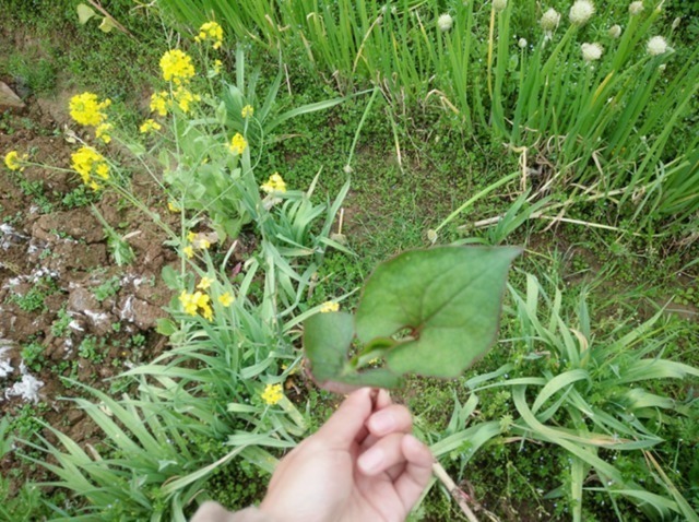 肾阳虚衰|农村人不吃的野菜。喂猪都不吃，城市人抢着买，医药价值非常的高