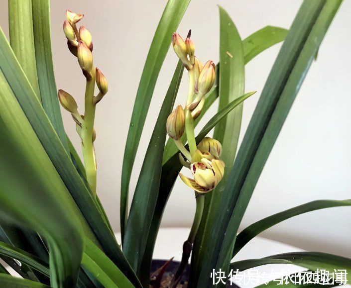 兰花|兰花施肥,掌握1句“口诀”,新芽“蹭蹭”冒,花朵“呼呼”开