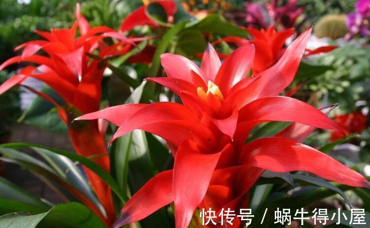 玉麒麟|再节俭也要去花市选6种花，价格不贵，养在家里招“财运”