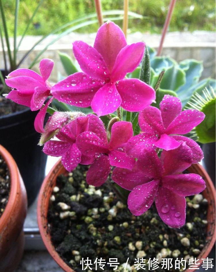 5种花深受花友的喜欢,开花爆盆很简单,对待新手很友好