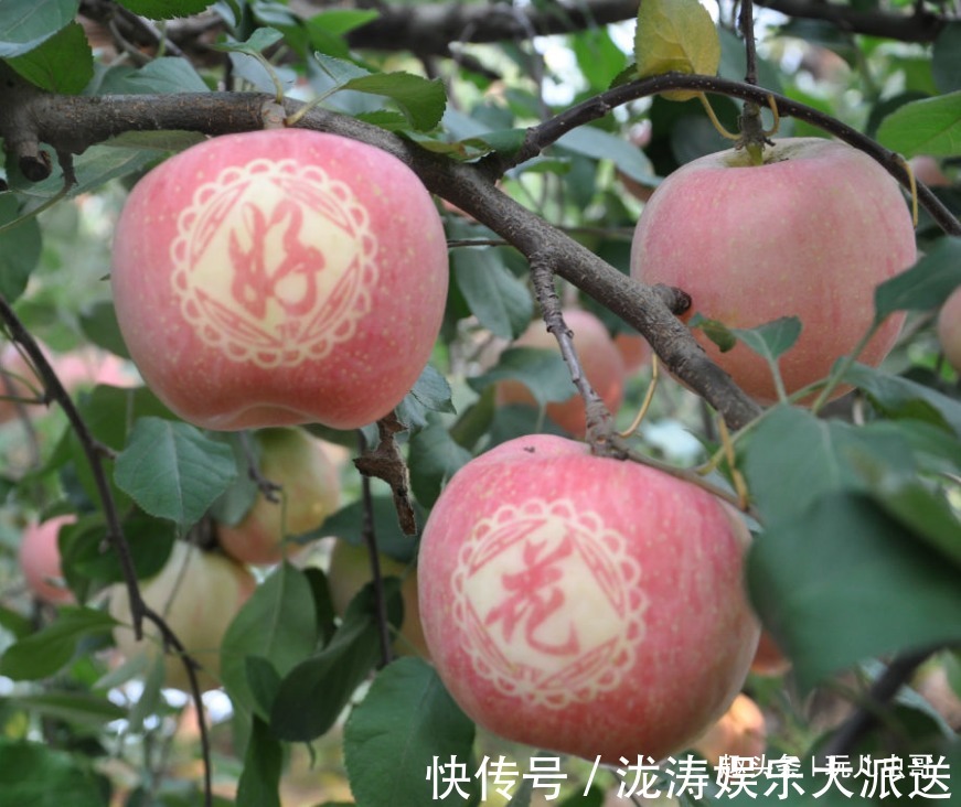 美容|苹果美容肌肤,好吃又营养,掌握三点,收获更优质美味的苹果来!