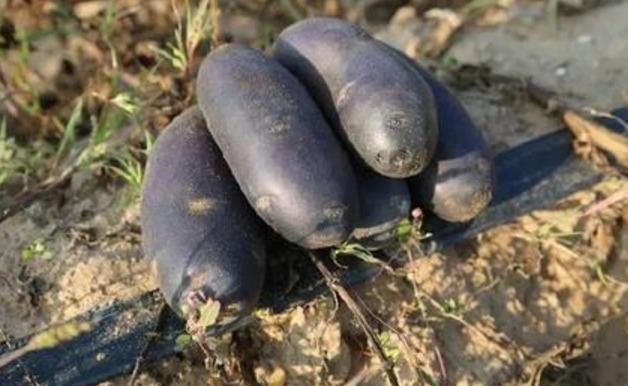 宫女们|女性要排毒，不妨多吃4种食物，排毒养颜，补钙明目，肌肤能水嫩