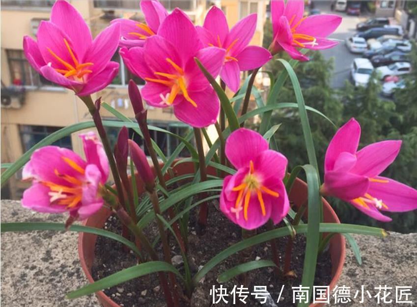 铜钱草|天热5种花天天浇水也没事，就怕缺水，养护时要留意