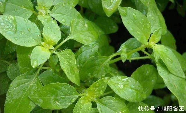 6种花，治蚊子，比蚊香还管用，夏天养10盆也不嫌多！