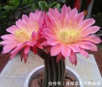 花开时节|“1种花”开花特漂亮，却从来不长叶子，漂亮又好养，一养就上瘾