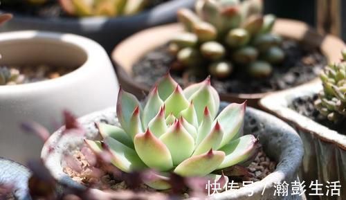 积水|这种多肉超耐旱,一个月不浇水,反而胖成肉墩子