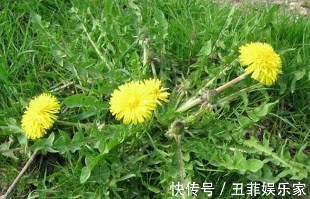 清热解毒|夏天多吃以下4种野菜,能清热解毒,消肿利尿,早知早受益