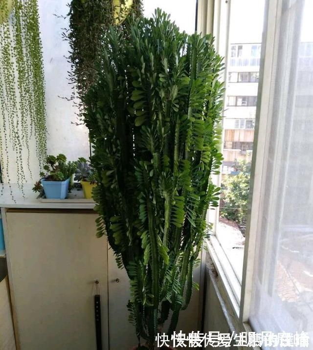 生根|这“3种花”最好扦插,“掰枝条”插土里就能活,花友看了都羡慕