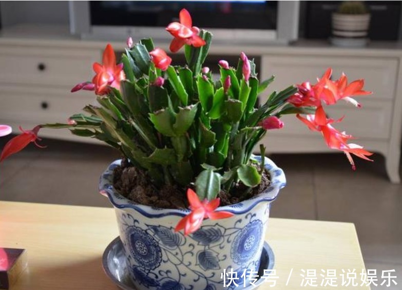 花友|3种花“爱吃醋”，立秋后1个月喂“1杯”，叶油绿，花呼呼开！