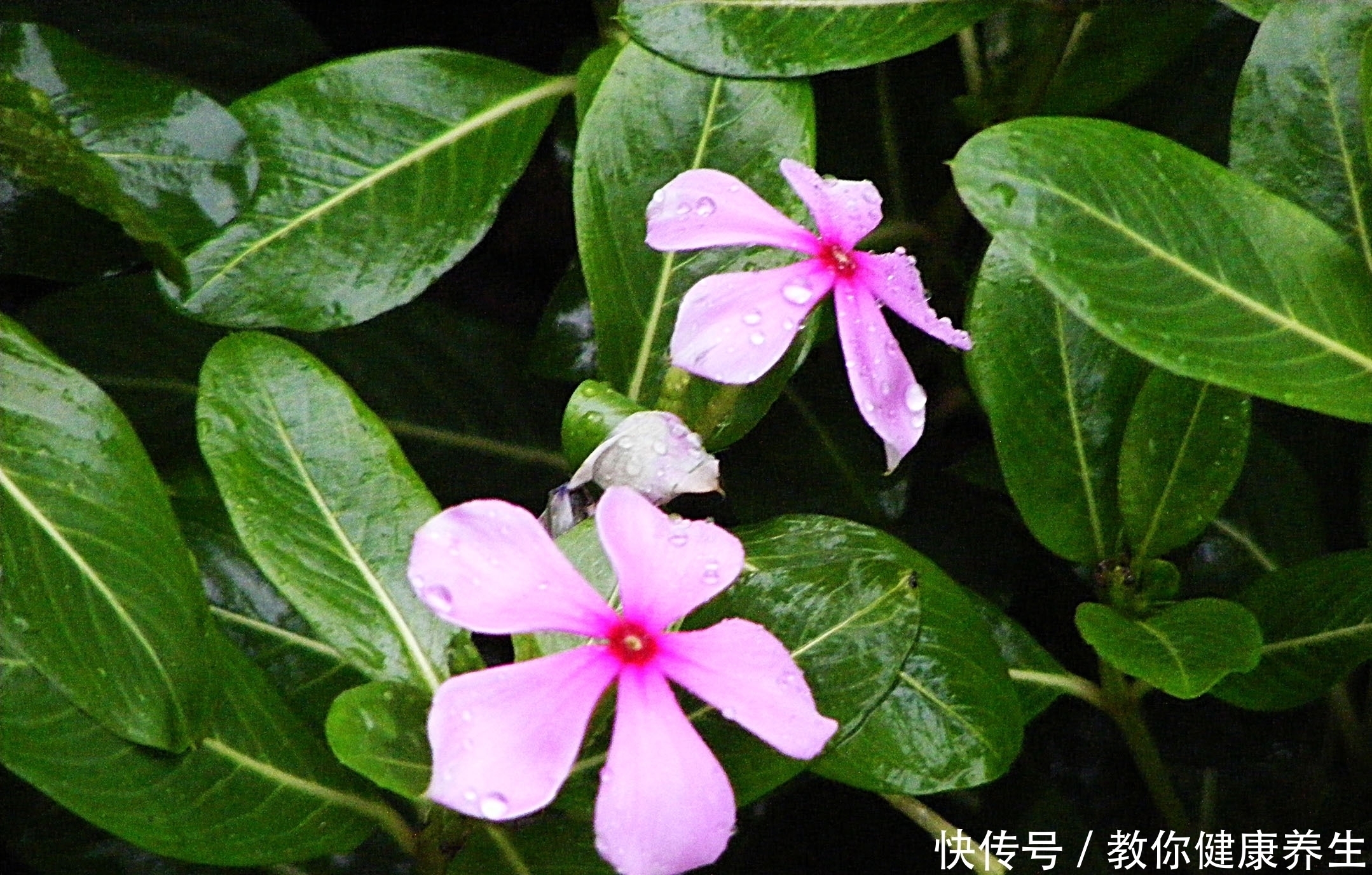 草花|6月扦插走起,5种草花插一盆活一盆,成活就能爆花