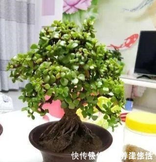 小事|金枝玉叶特好养,3个“小事”做对了,枝粗叶肥,1年变老桩!