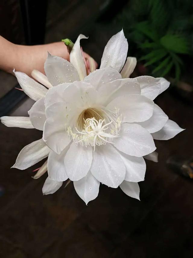 这5种花,都是老中医的最爱,个个都养人,看看你养了哪种