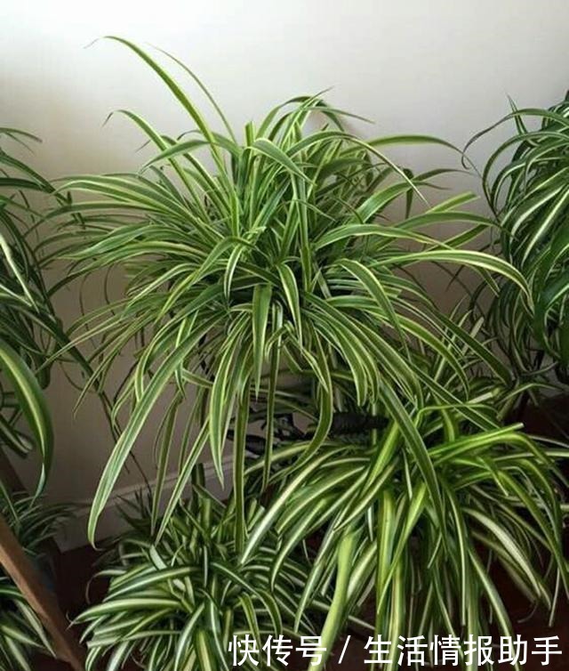 吊兰土加“一料”,不黄叶不焦尖,独苗变老桩,开出层叠群花!