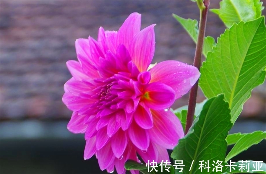 家庭盆栽大丽花,把握“4个要点”,不黄叶开花多,过年开爆盆