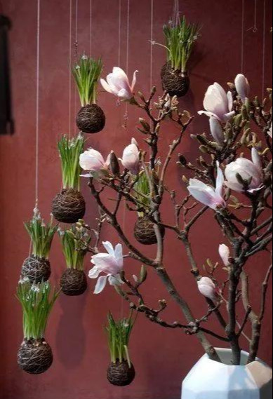 室内绿植种花不用盆，揉一个小球吊起来就让家里美翻