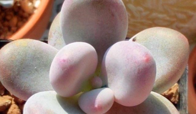 多肉植物里的“六大美人”,我家养了几棵,有些确实难养!