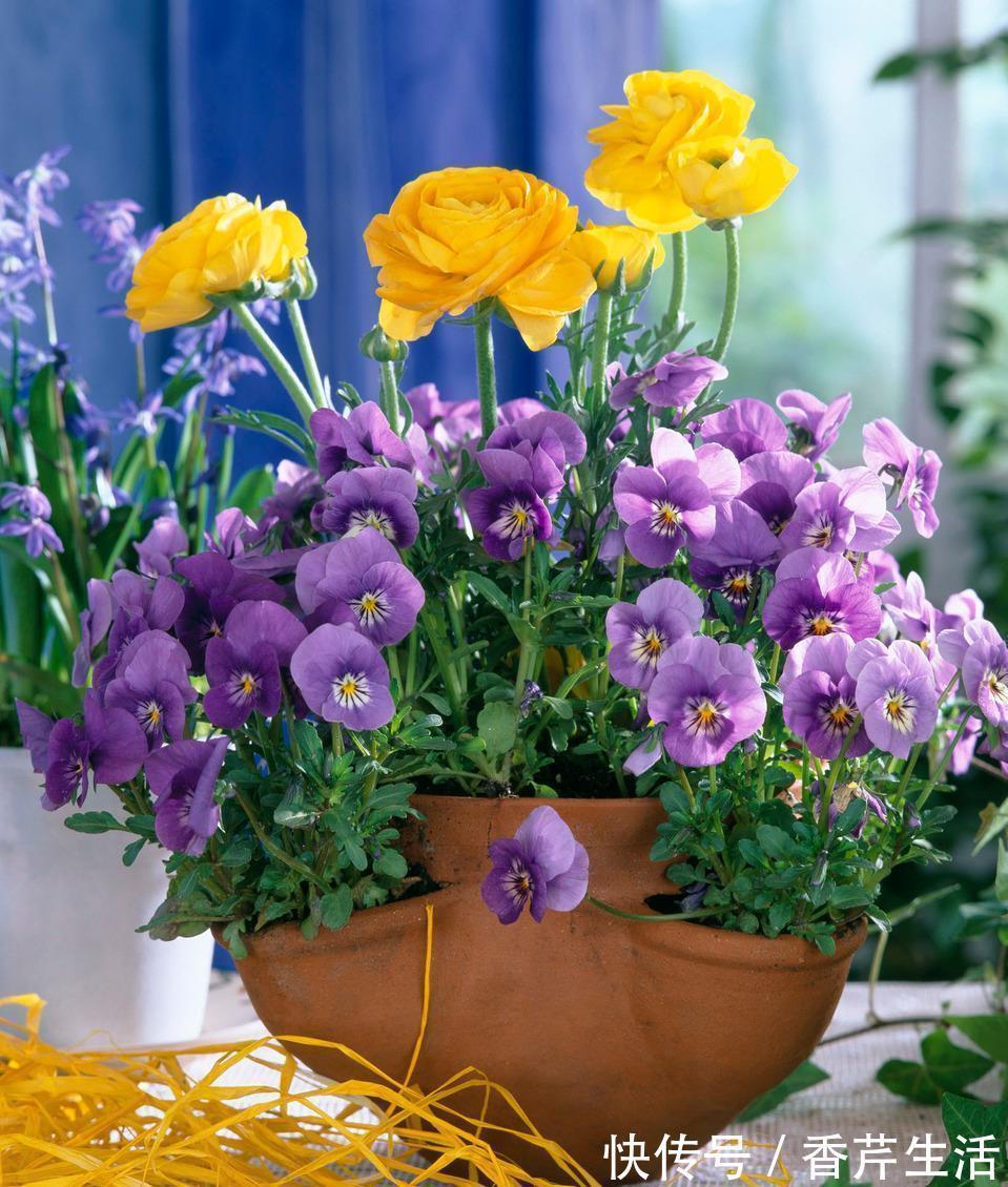 5种花,被称为冬天的“开花机器”,现在养一盆,过年正好赏花