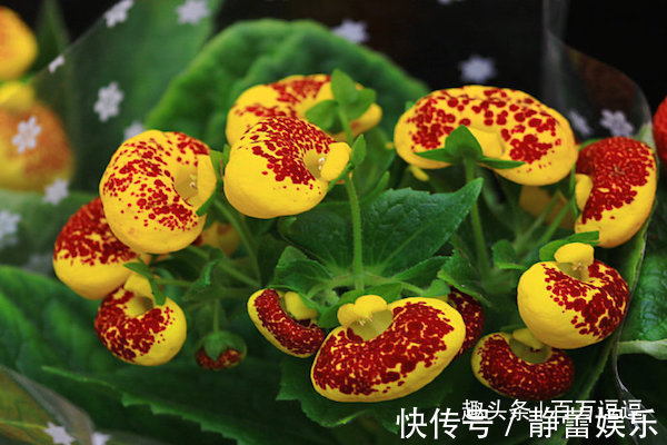 此花开花时花型独特，是一种能够送财的花，代表着财源滚滚