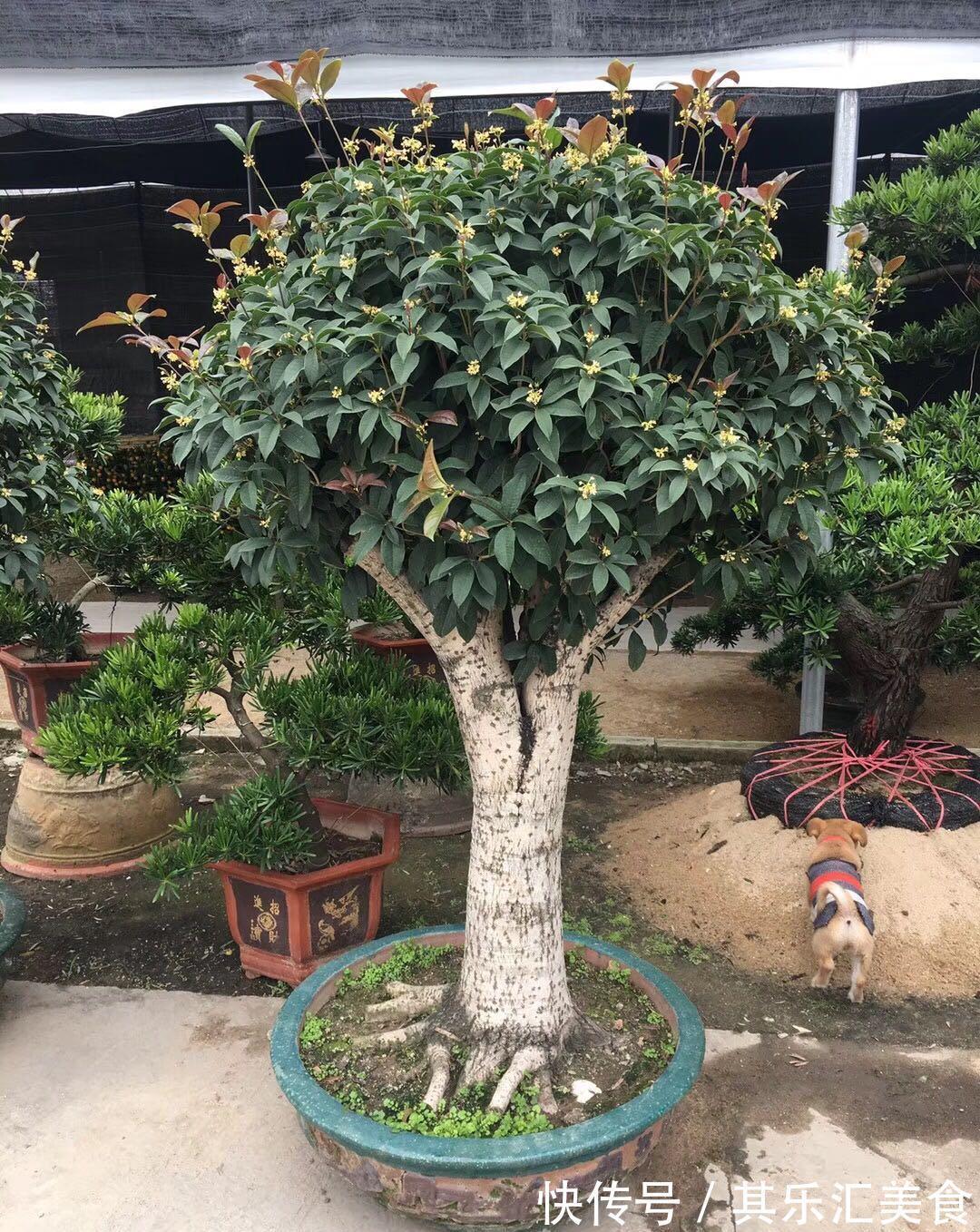 有机肥|家庭盆栽桂花树，牢记3点，秋冬呼呼开花，香味浓郁特迷人