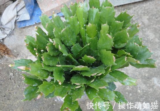 高温下想要蟹爪兰不烂根不掉叶,这么养就对啦