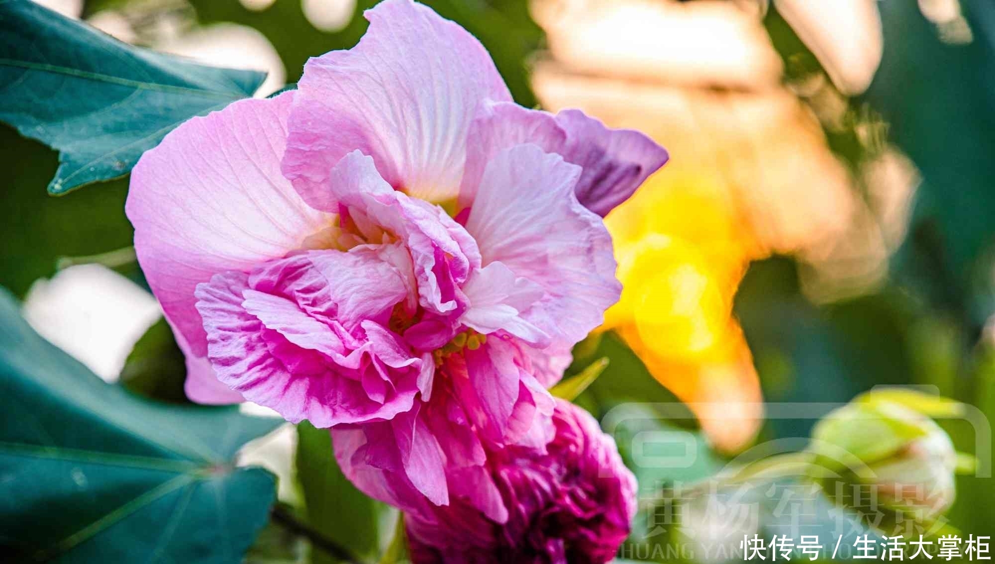 娇艳|夕阳下娇艳盛开的芙蓉花，十一月绿叶中娇美的花朵非常漂亮