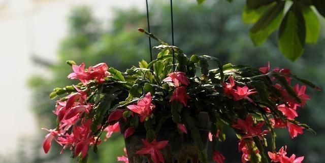 给蟹爪兰浇水，没抓住“关键点”，蟹爪兰养不好，浇了也“白浇”