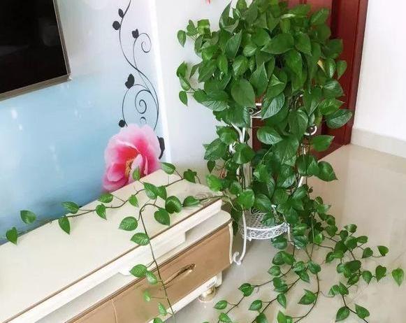 嫌弃厨房油腻腻、污质多摆放上4种植物，随便2盆就能搞定