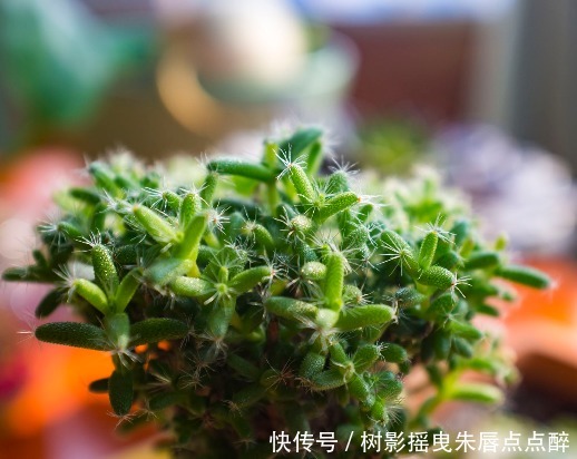 多肉,有什么肉,你知道吗