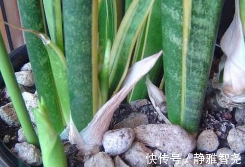 室内放绿萝、吊兰净化空气除臭味早过时了,现在更盛行虎皮兰