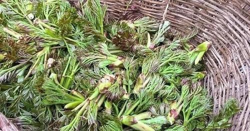 枝条|它是农村最被低估的1种树木，农民打柴都不砍它，殊不知浑身是宝