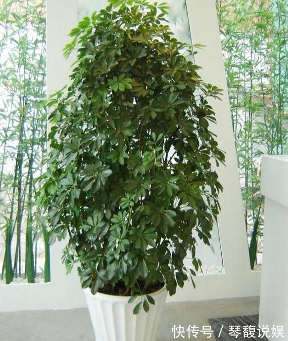 这4款绿植可镇宅辟邪、美化庭院，有钱人盆栽首选，好看又好养