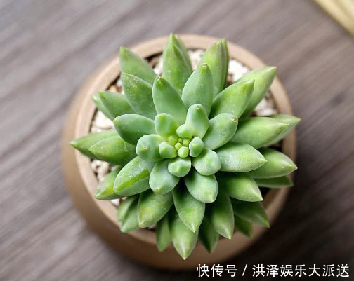 叶插|多肉千佛手怎么叶插教你3个小步骤,千佛手生根迅速长势茂盛
