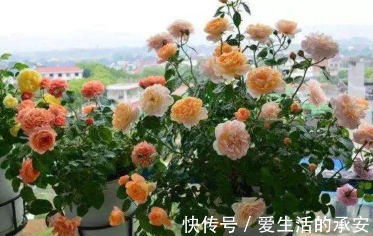 花型|家里阳台养此款花，新手也能养爆盆，花型圆滚惹人爱，值得拥有