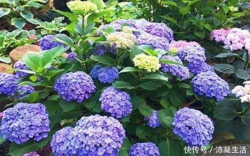 蓝色|怎样让绣球开出蓝色花朵?绣球调蓝需给它做2件事