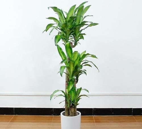 发财树|客厅养花就选此5种,不但好养易活,而且大气耐看还旺财