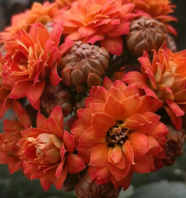 花色|75个长寿花品种，一个比一个美，一起来认识一下吧！