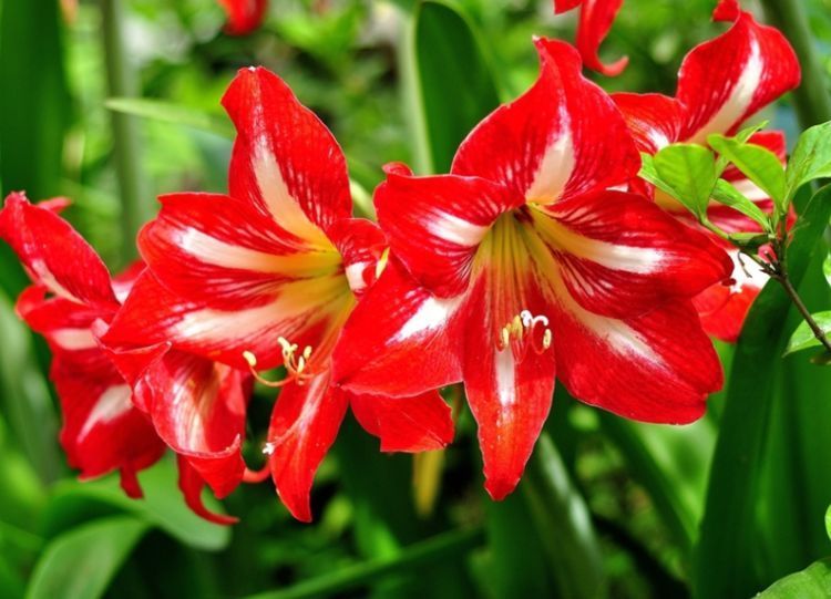 养此款花卉,春风吹开花旺,花色繁多易爆盆,娇艳欲滴